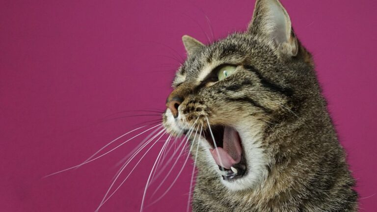 chaton-intoxique