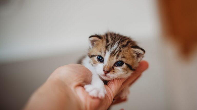 chaton-neonatale