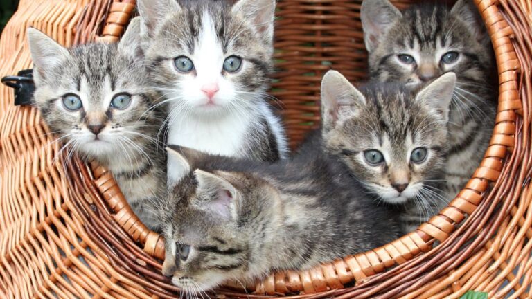 chaton-portee-jumeaux