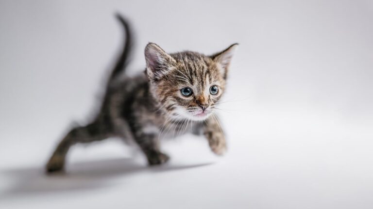 chaton-premiers-jours