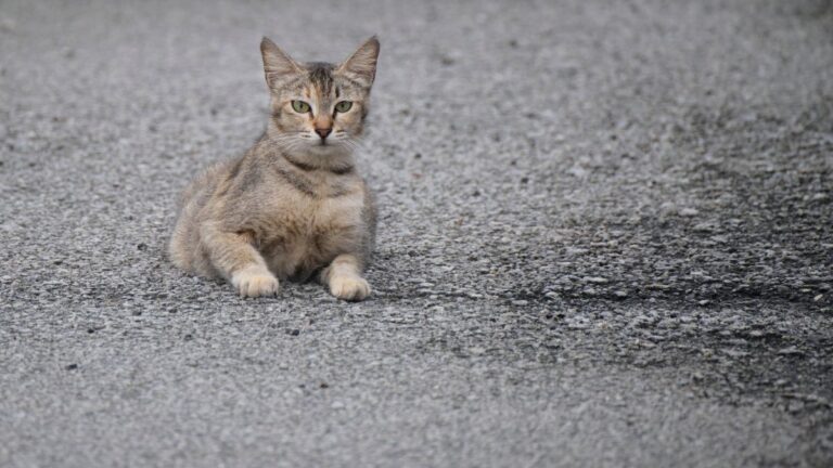 chaton-route