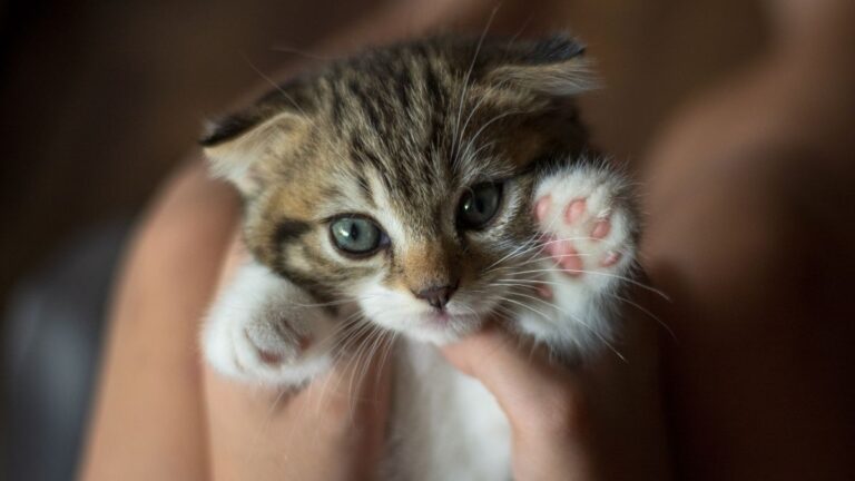 chaton-sexe