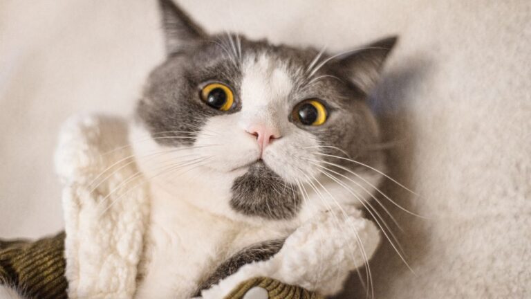 chaton-tenia