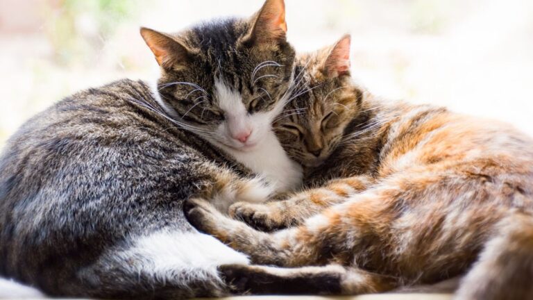 chats-race