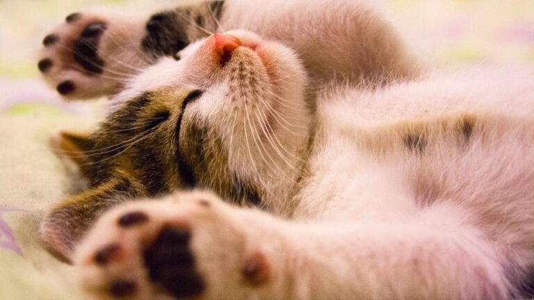 chats-race-populaire