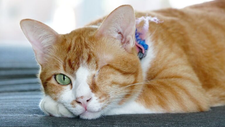 chatte-aveugle