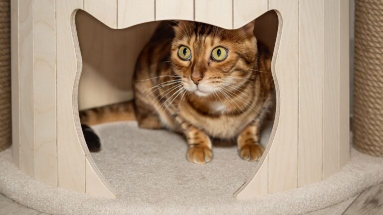 chatte-chaleur