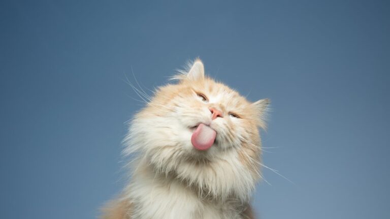 chatte-complication