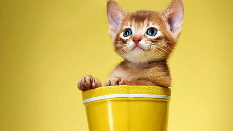 chatte-concours