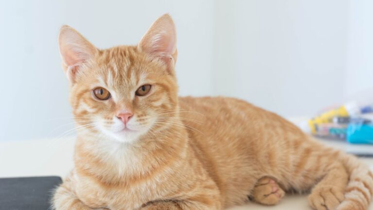 chatte-pillule-contraceptive