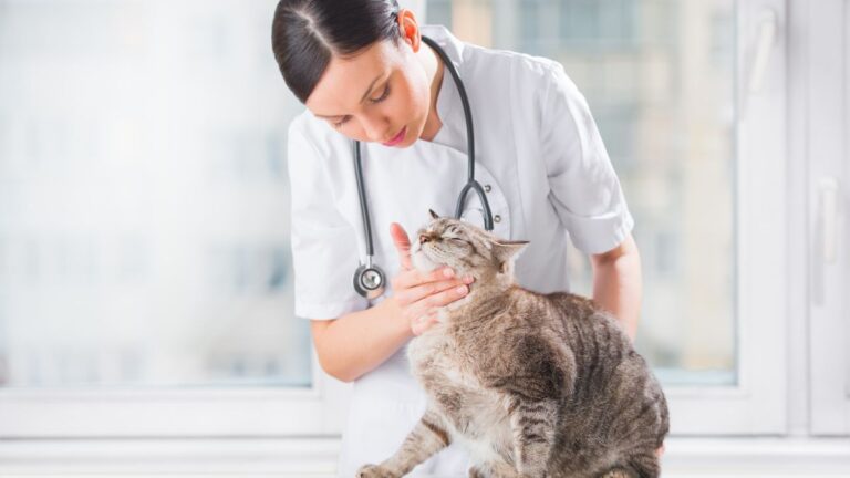 chenilles-chat