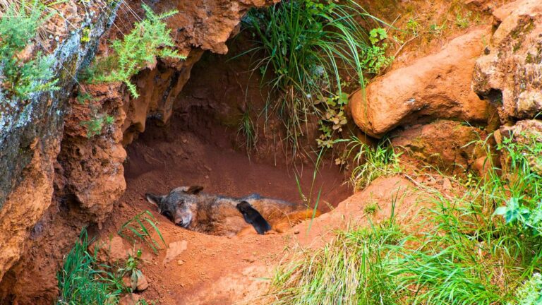 chien-bloque-grotte