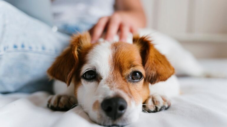 chien-famille-aimante