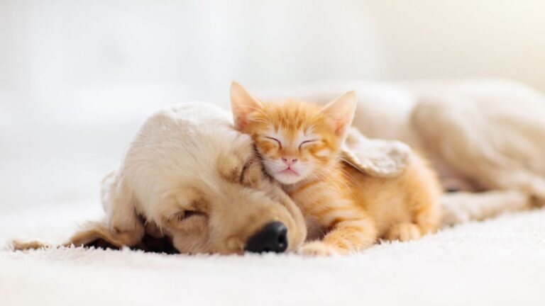 chienne-chatons