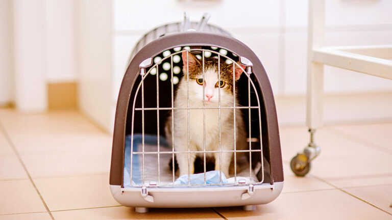 choisir-la-caisse-de-transport-ideale-pour-votre-chat-conseils-et-criteres-essentiels