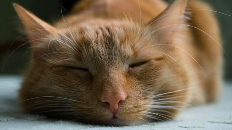 choisir-la-meilleure-pension-pour-votre-chat-tout-ce-que-vous-devez-savoir