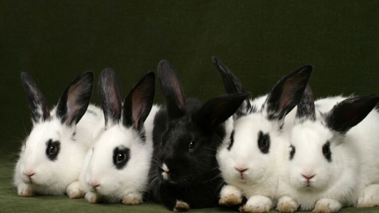 cinq-lapins