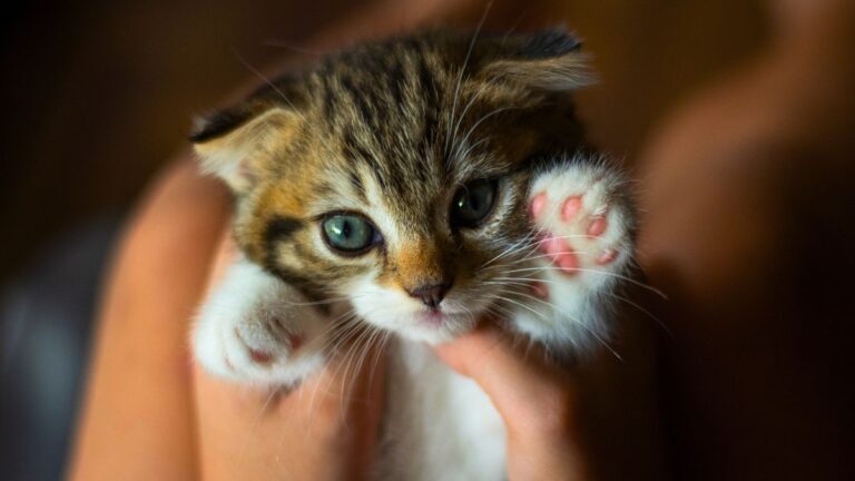 colostrum-chaton