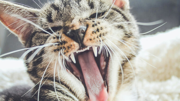 comment-identifier-les-signes-de-douleur-ou-de-malaise-chez-votre-chat-pour-une-action-rapide