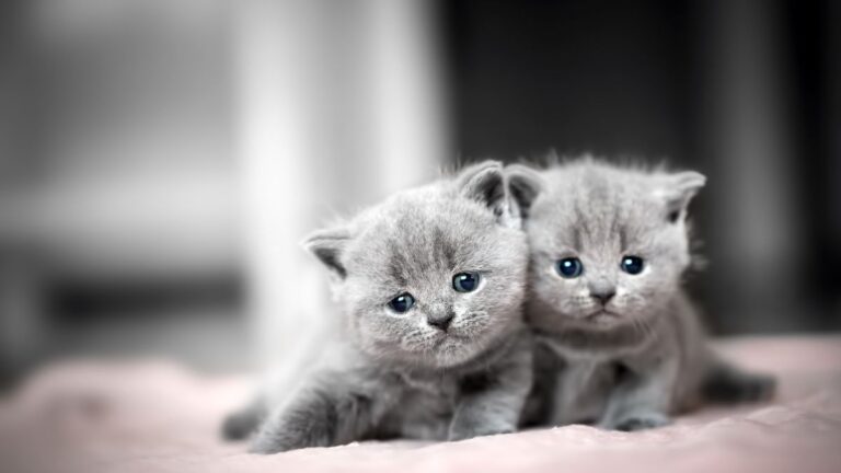 comportements-chatons