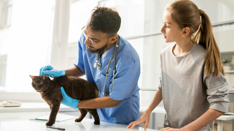 comprendre-et-combattre-la-pancreatite-chez-les-chats-symptomes-causes-et-meilleures-pratiques-de-soin