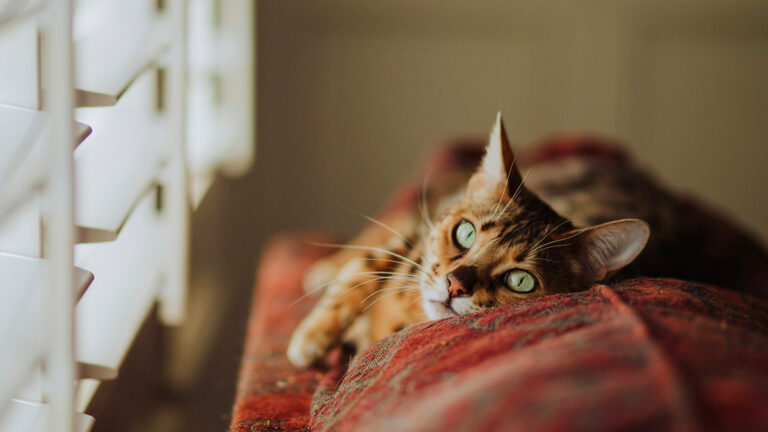 comprendre-le-coronavirus-felin-symptomes-risques-et-strategies-de-gestion-pour-votre-chat