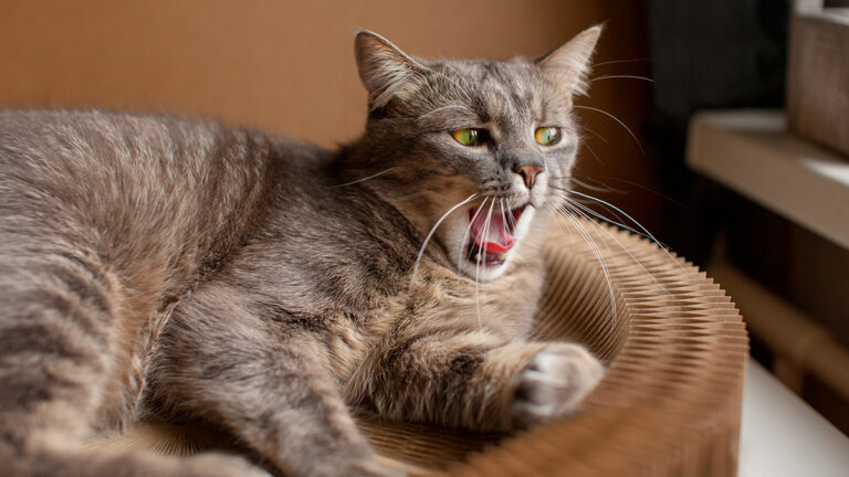 conseils-pour-elever-un-chat-sourd-comprendre-et-securiser-votre-compagnon-felin