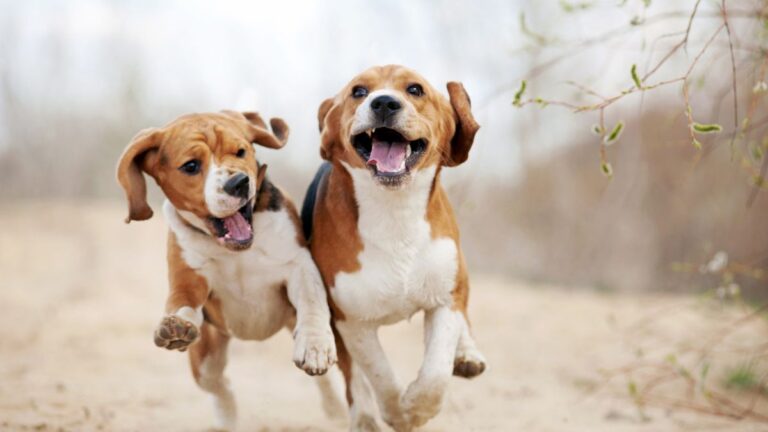 deux-chiens-famille