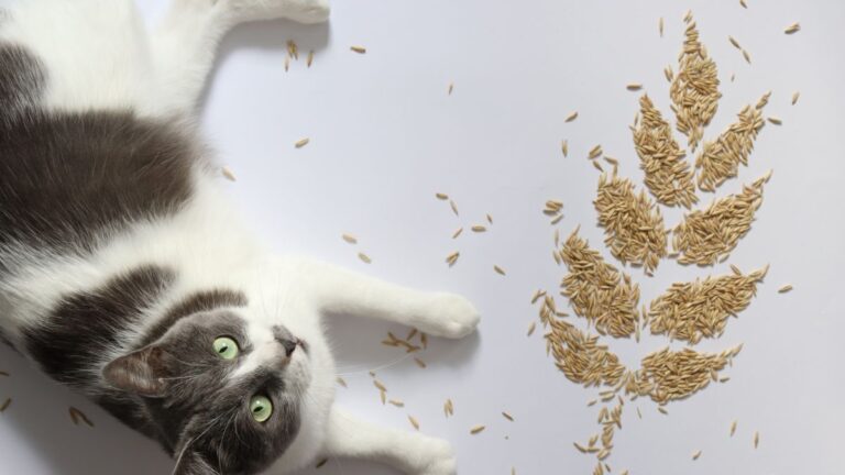 epillet-chat