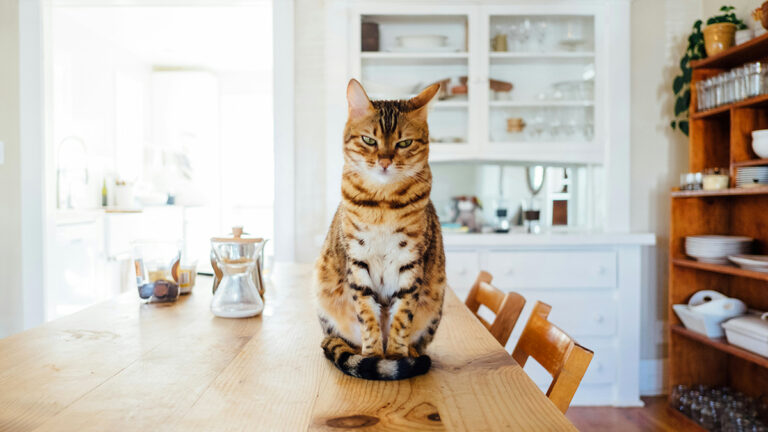 explorez-les-multiples-facettes-de-la-vie-de-votre-chat-avec-des-conseils-pratiques-et-des-insights-uniques