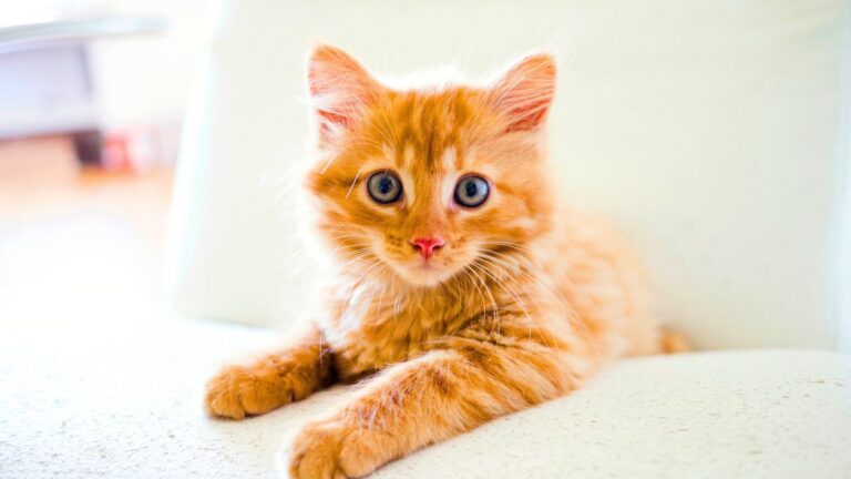 extrements-chats