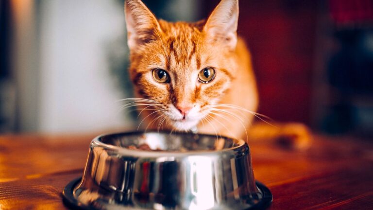 gamelle-chat