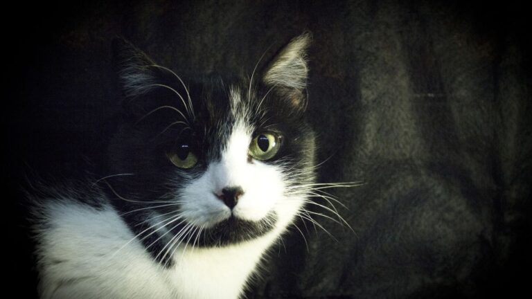 immunodeficience-feline