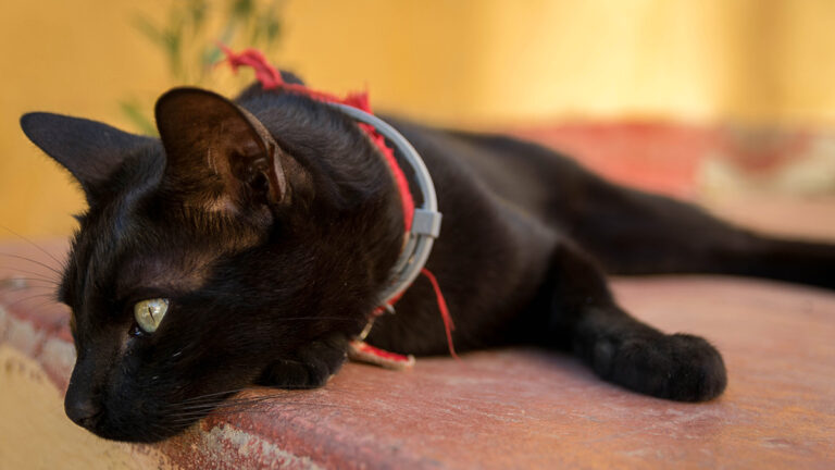 les-colliers-gps-pour-chats-un-outil-indispensable-pour-surveiller-et-retrouver-votre-compagnon