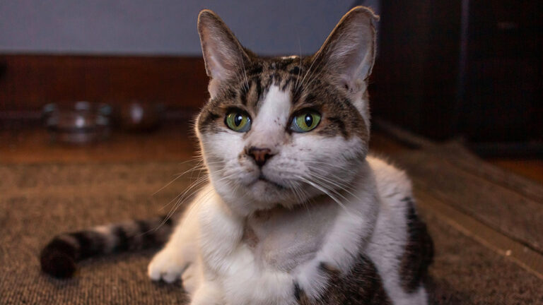 les-dangers-de-la-lipidose-hepatique-chez-les-chats-symptomes-traitements-et-conseils-pour-proteger-votre-compagnon