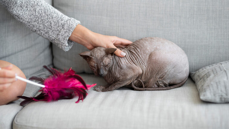 les-meilleures-methodes-pour-eliminer-lodeur-persistante-durine-de-chat-dans-votre-maison