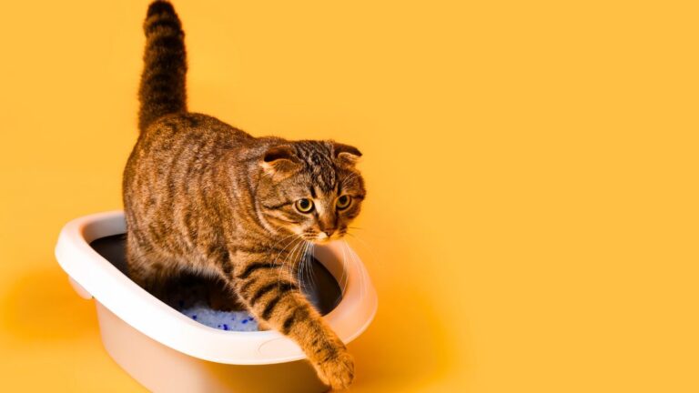 litiere-chat