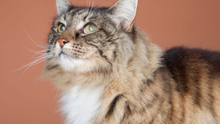 moumousse-chat