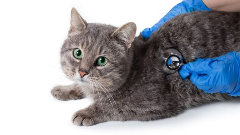 occlusion-intestinale-chat