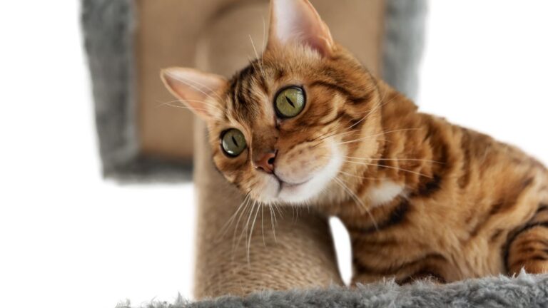 pension-pour-chat