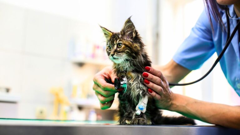 polykystose-renale-chat