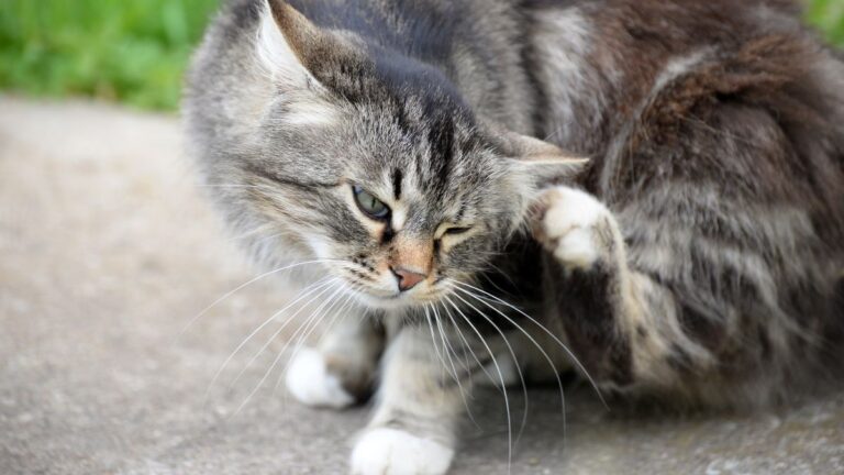 puces-chat