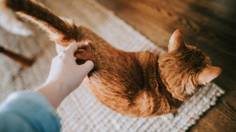 que-faire-si-votre-chat-perd-ses-poils-causes-et-solutions-pour-la-pelade-feline