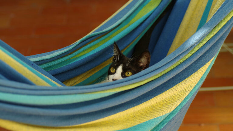 quels-sont-les-avantages-et-les-precautions-a-prendre-pour-un-hamac-de-chat