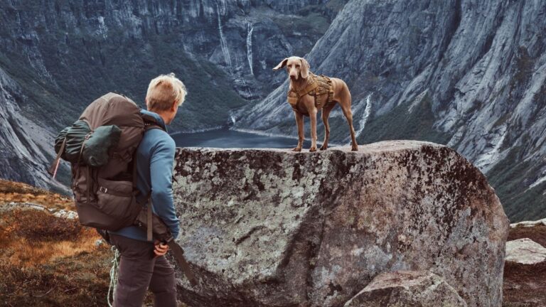randonneur-suit-chien