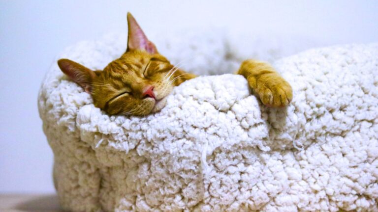 taurine-chat