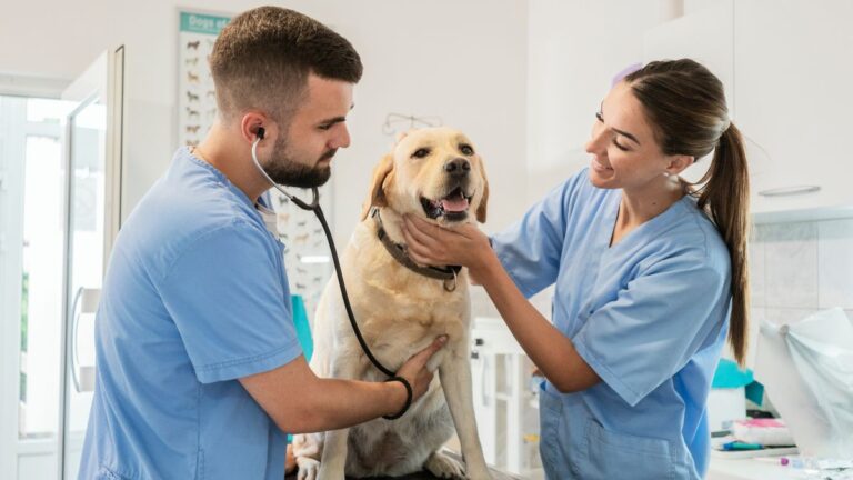 veterinaire-chienne