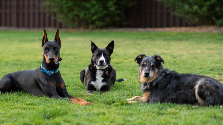 3-chiens-sauves