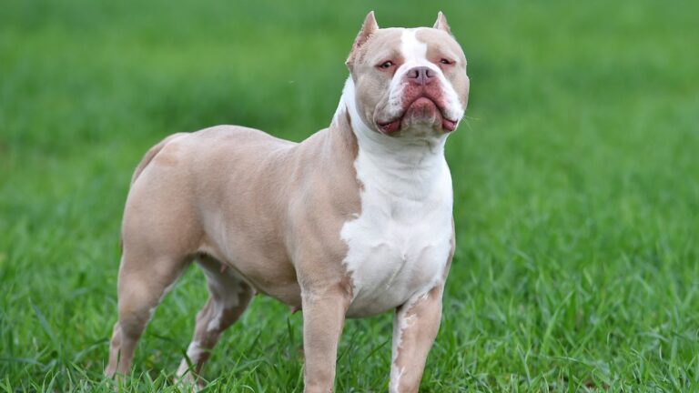 american-bully