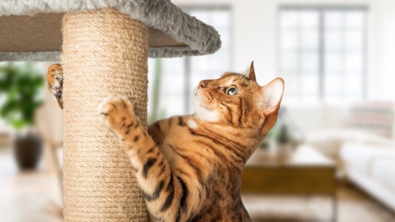 arbre-chat